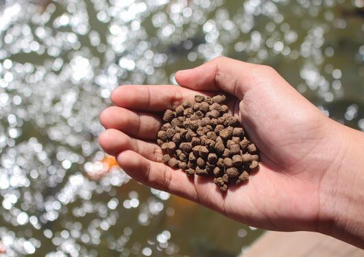 A hand holding fish feed over water