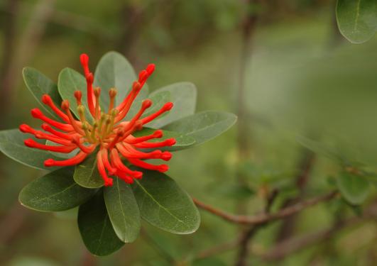 Chile-ildbusk i blomst