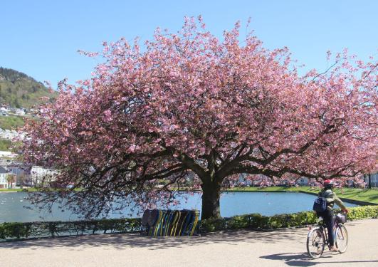 Japansk kirsebærtre ved Lille Lungegårdsvann. Vennskapsgave fra Japan 