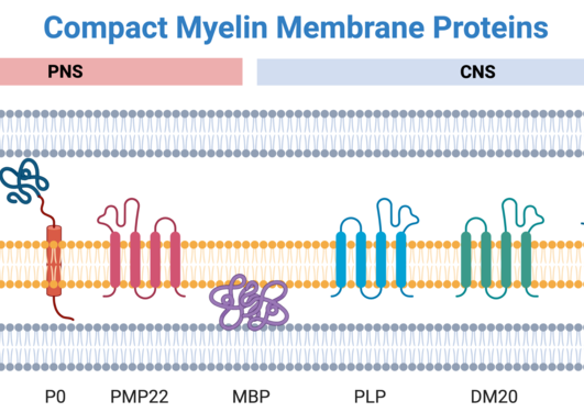 myelin membrane proteins