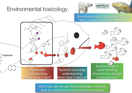 Korleis alt heng saman - mekanistisk, system- og miljøtoksikologi