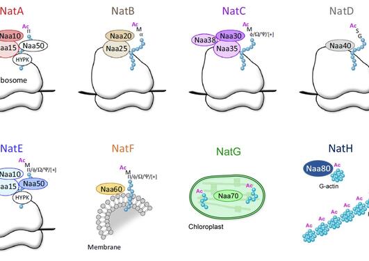 The eukaryotic NAT-machinery