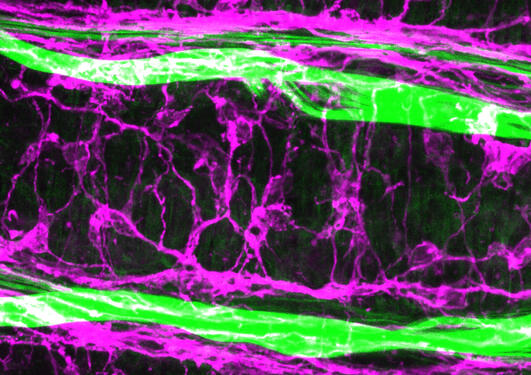 nice_neurons.tif_rgb.jpg