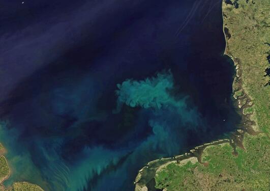 Satellittfoto av planktonoppblomstring i Nordsjøen