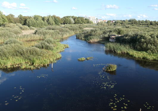 Overview photo of Kristianstad vattenrike. Partly flooded wetlands. Water with water lilly leaves in the front, surorunded by wetlands with overgrown with sedges and willow. City of Kristianstad in the background.