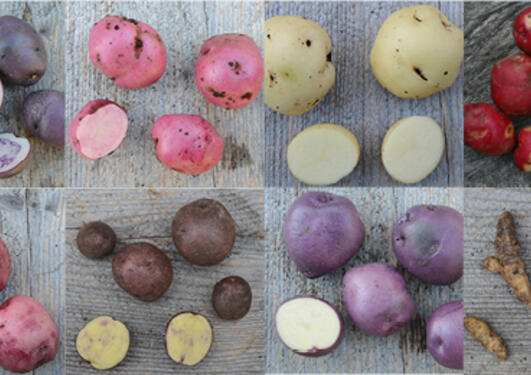 Utvalgte potetsorter fra Botanisk hage