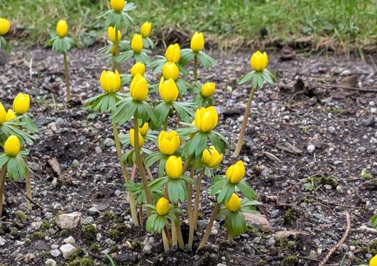 Eranthis hyemalis at the Museum Garden, January 2025