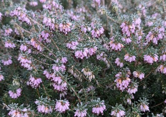 Erica carnea at Milde