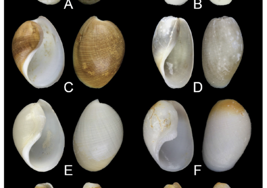 Examples of scaphandrid shells