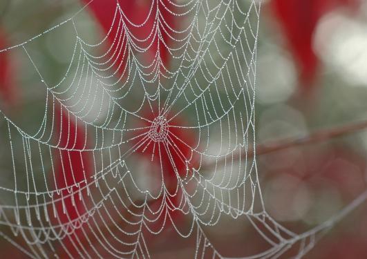 Spiderweb on tree branches in autumn