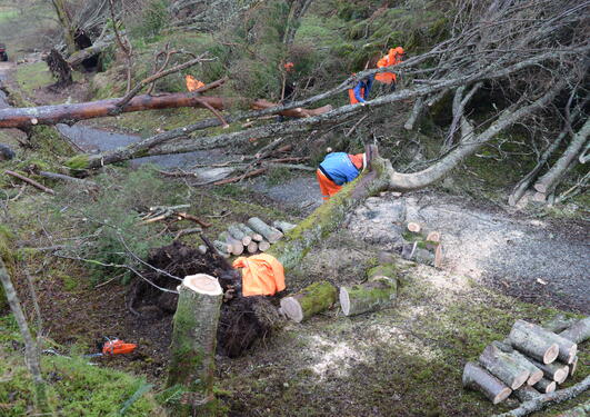 Clean-up after the storm in the robles valley.