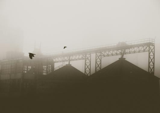 Picture shows birds flying infront of a misty construction site. 