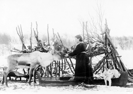 Ellisif Wessel poserer med reinsdyr og slede
