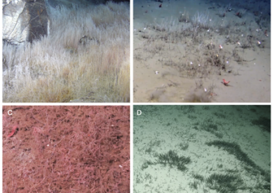 Four images of worm forests in the deep ocean