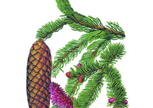 Picea abies fra Thomé, O.W., Flora von Deutschland Österreich und der Schweiz...