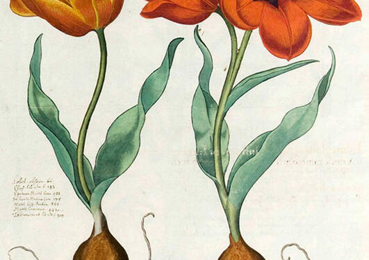 Tulipa gesneriana fra Bessler, Basilius, Hortus Eystettensis, vol. 1 (1620).