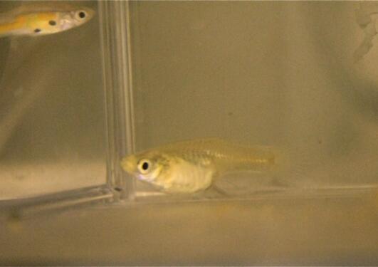 The female guppy in the front is the social clue for the male guppy in the...