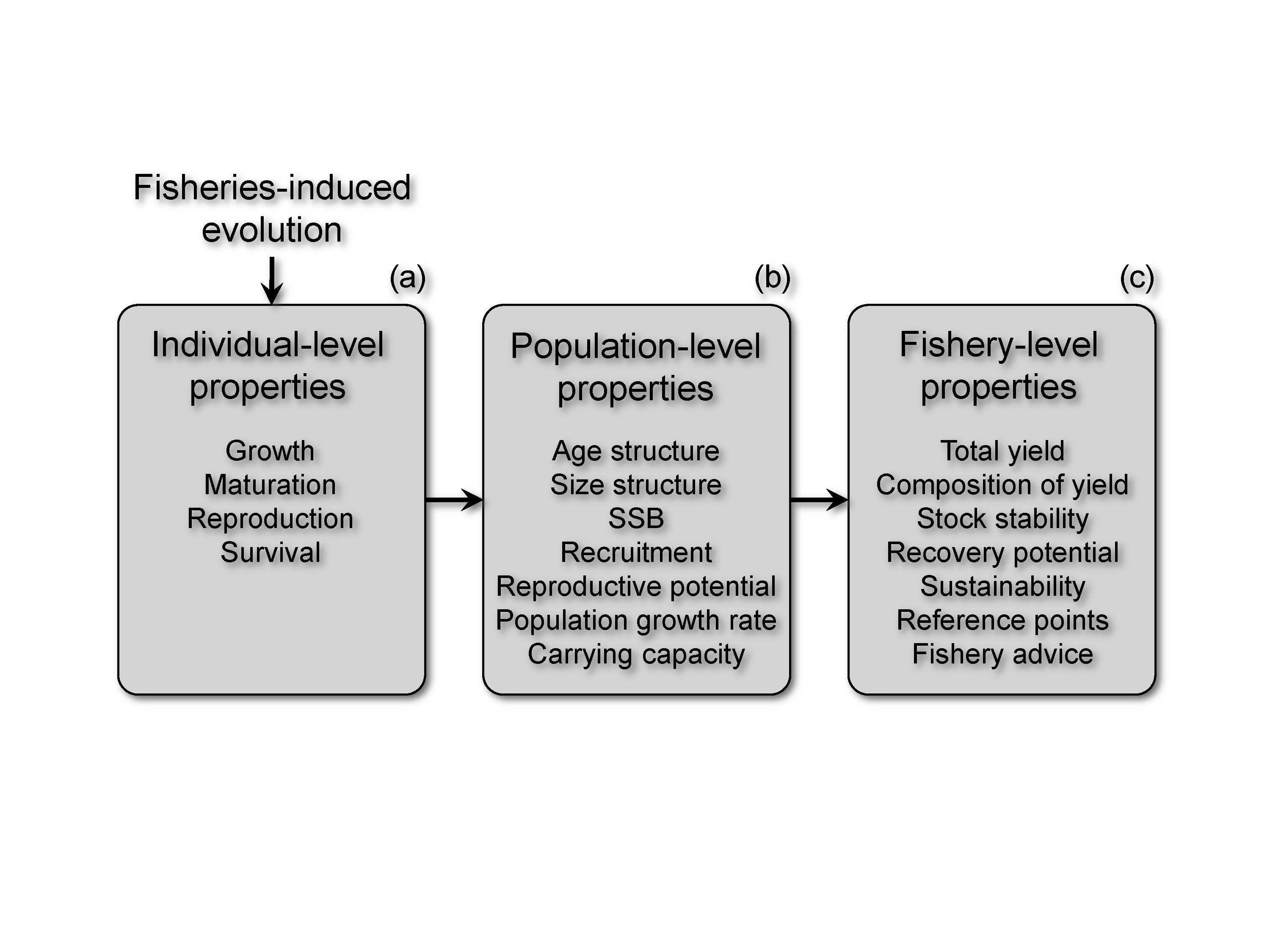 Can fisheries-induced evolution shift reference points for fisheries  management?, Evolutionary ecology