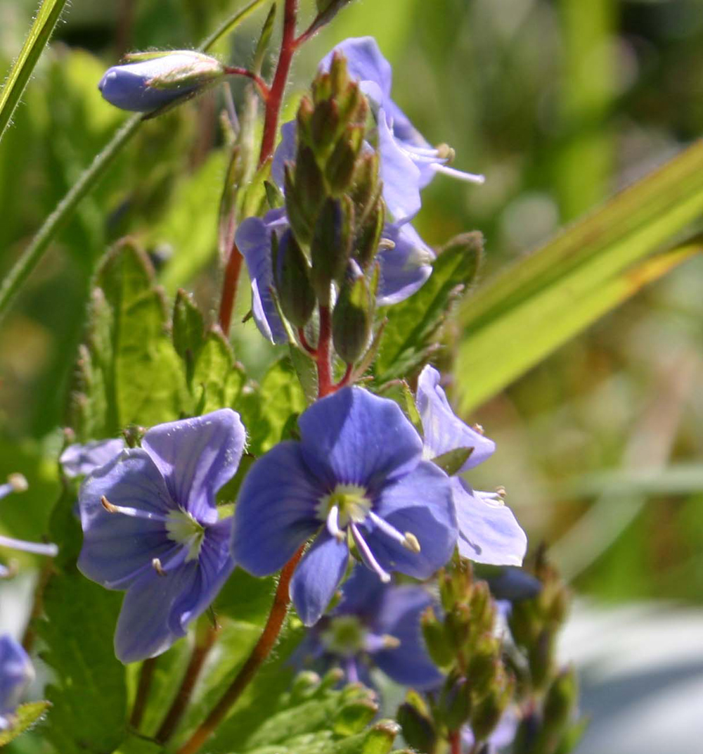 Vegetation and pollen relationship | Ecological and Environmental ...