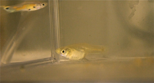 Guppy maturation is influenced by the social setting | Evolutionary ...