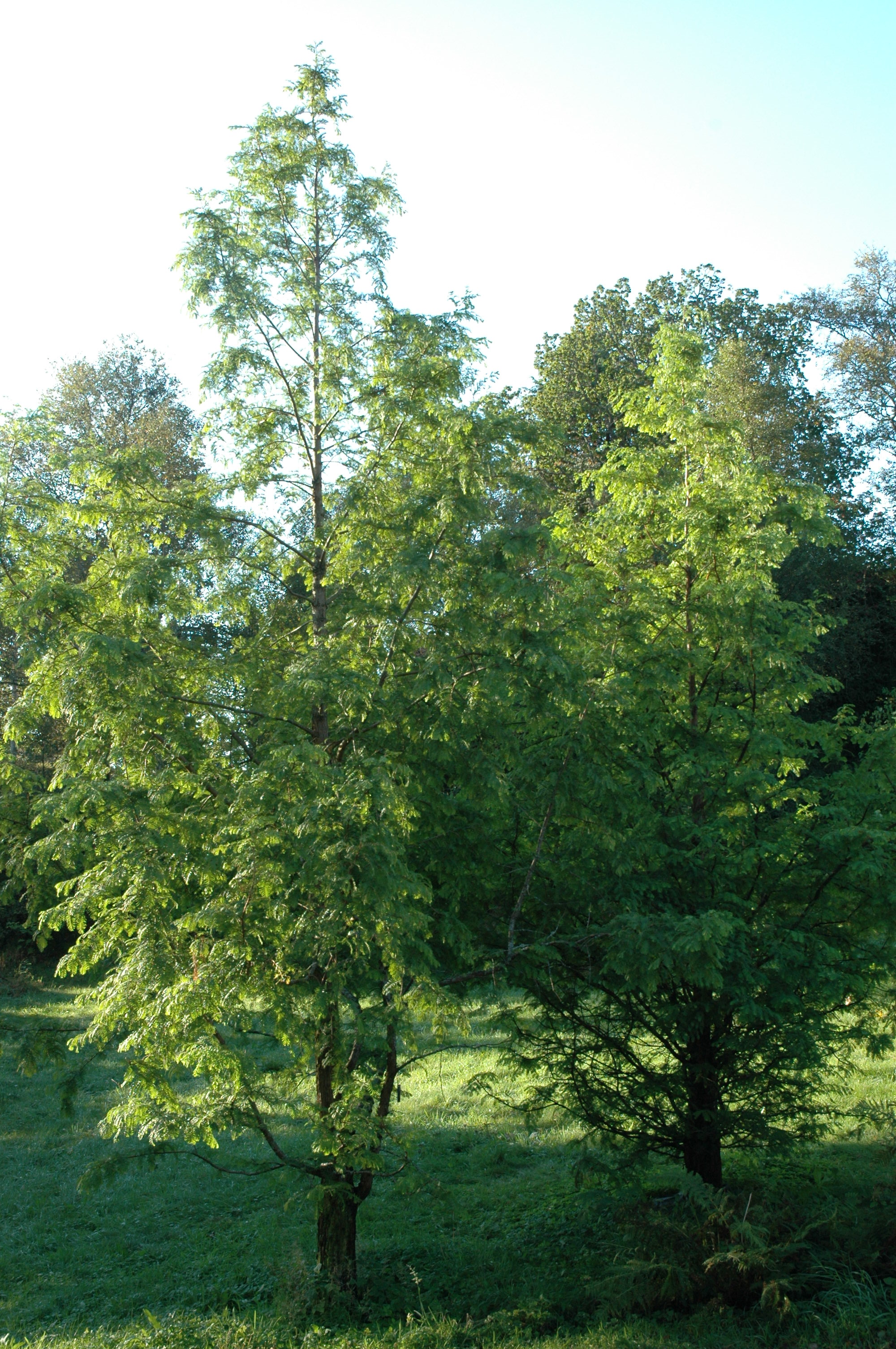 Metasequoia 4 EX